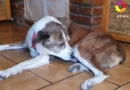 Encuentran a su perro 8 años después: apareció en Martín Coronado